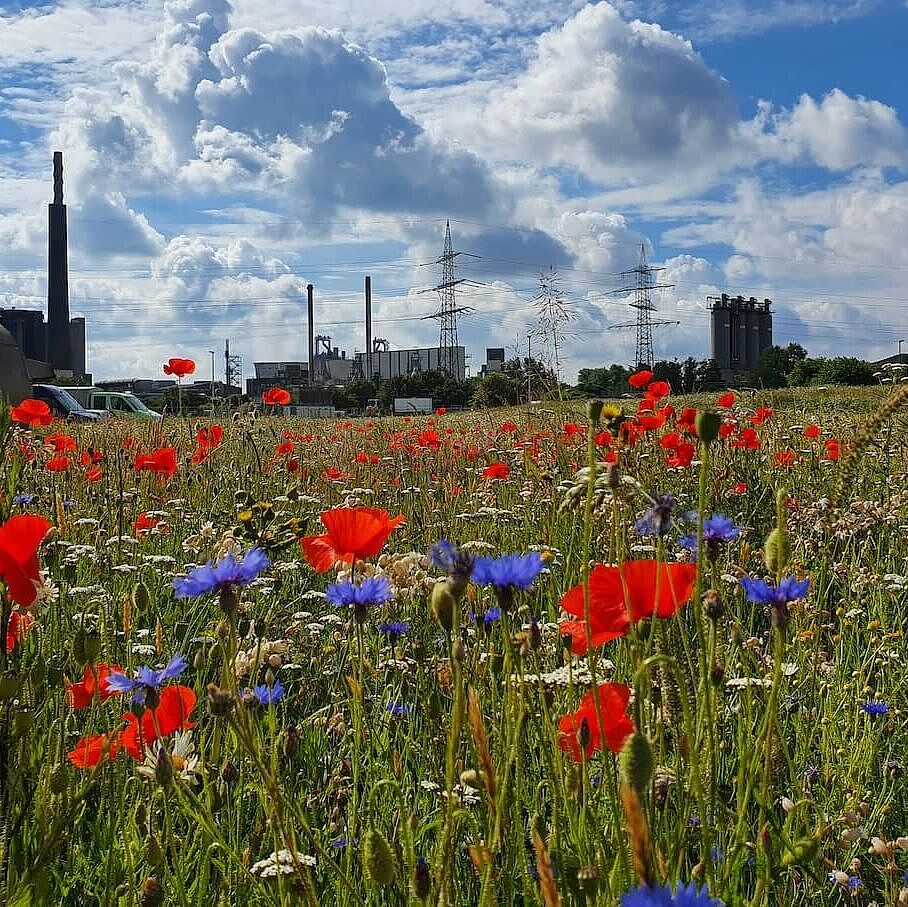 Bunte Blumen wachsen auf einer Wiese. Im Hintergrund ist ein Klärwerk.