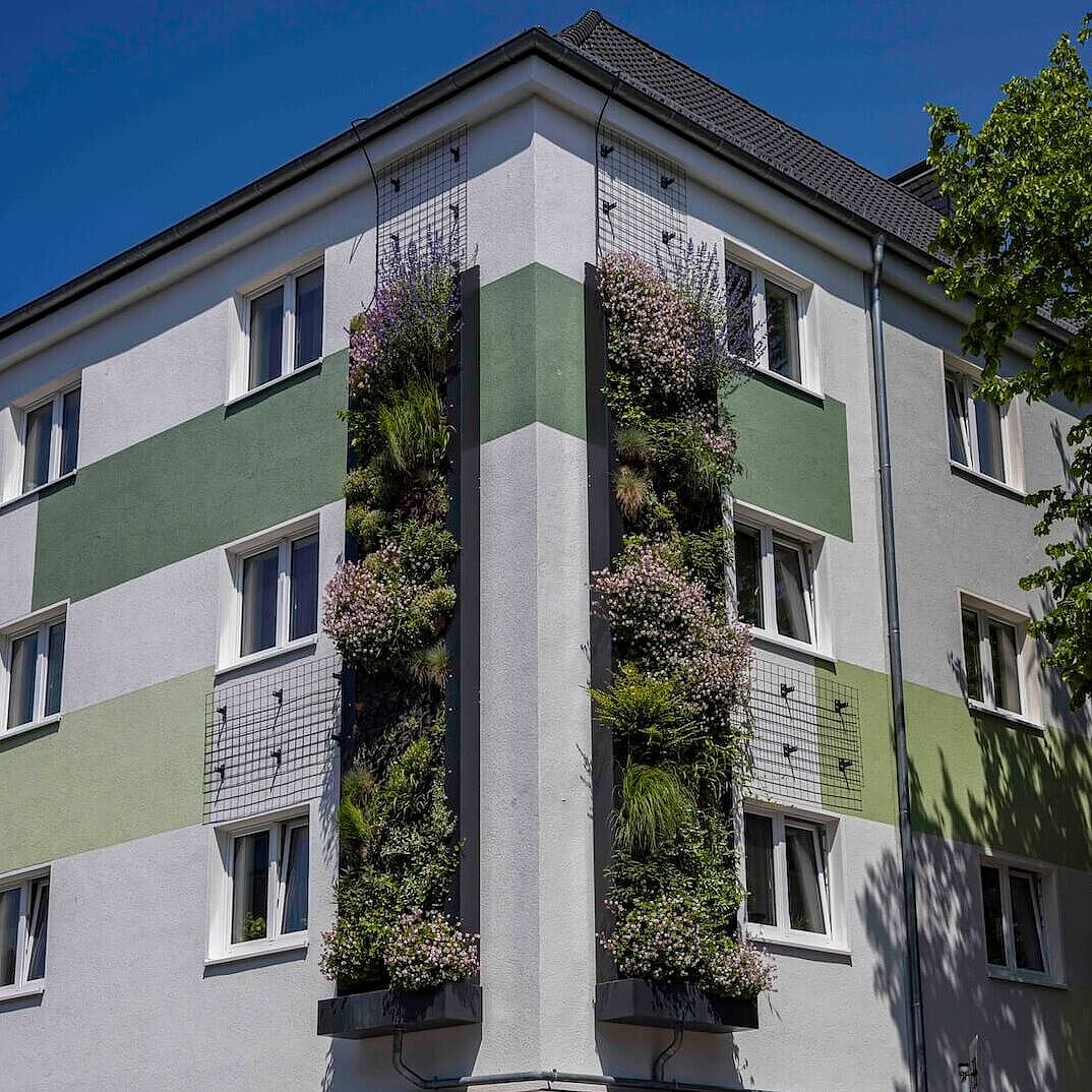 Die Fassadenbegrünung im WesterdorfQuartier auf der Gladbeckerstraße in Essen.